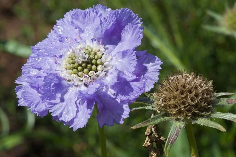 Scabiosa caucasica
