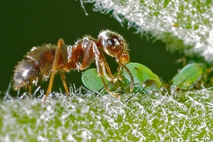 Ants in the Garden: Helpful or Harmful? | RHS Advice