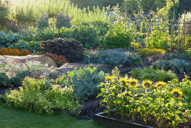 4. Pick greener ways to grow your own