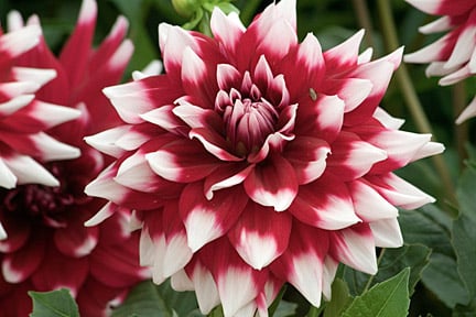 Bicoloured flowers