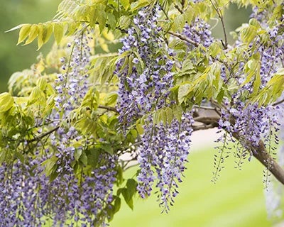 5 good reasons to plant climbers