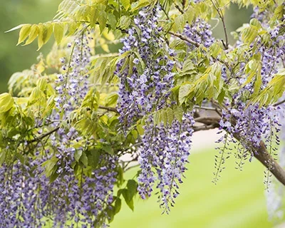 5 good reasons to plant climbers