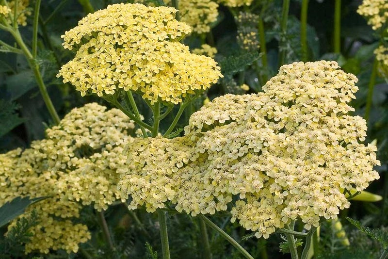 Don't miss the creamy yarrow