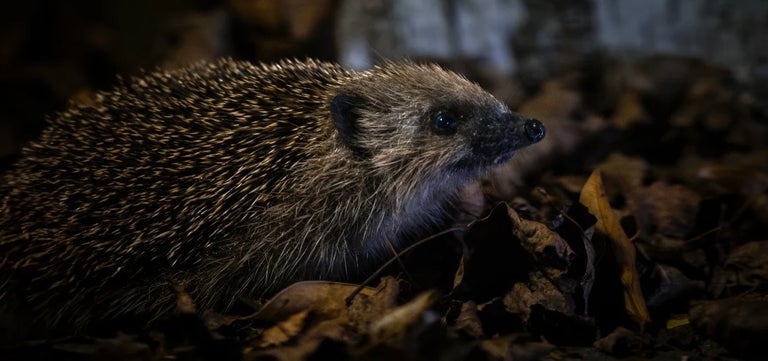 UK launches first ever National Hedgehog Conservation Strategy