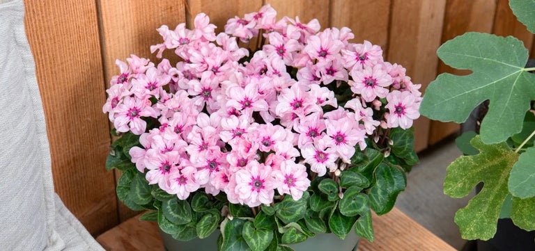 Cyclamen Illusia wins Best Flowering Houseplant at HTA New Plant Awards