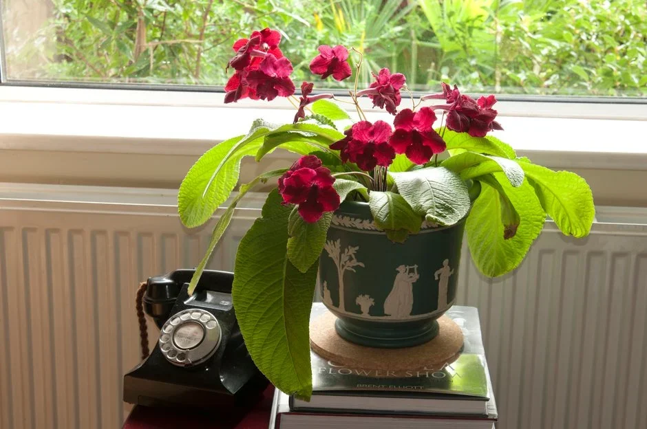 Where to buy this houseplant