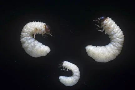 Chafer grubs