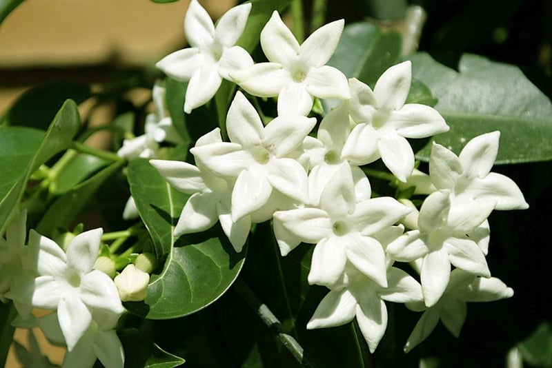 Long-flowering appeal