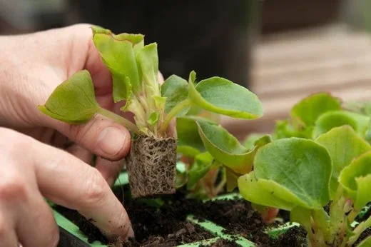 Kernock Park Plants Ltd