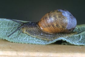 Slugs and Snails | RHS Advice