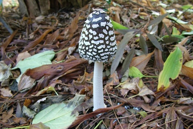Help us find fungi at RHS Wisley