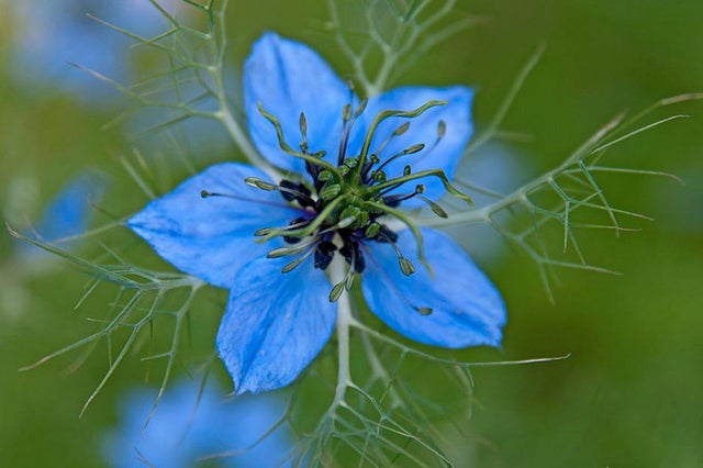 Help and advice on annual flowers