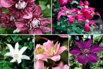 Clematis / RHS Plant Guide