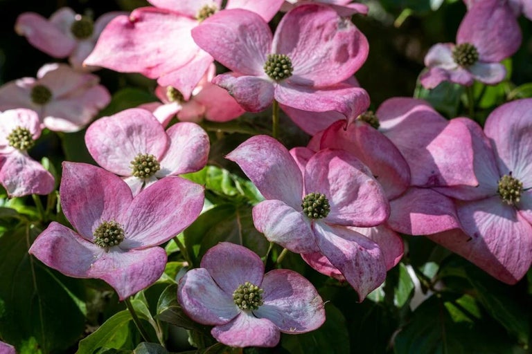 National Collections at RHS Gardens