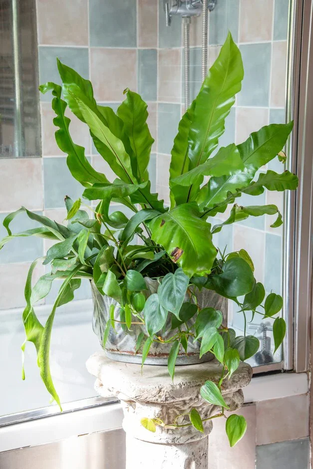 7. Bird’s nest fern (Asplenium nidus)