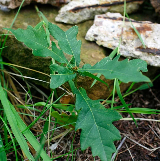 Oak seedling