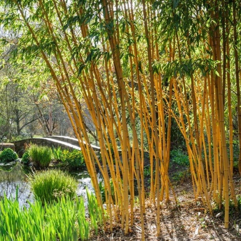 Bamboo Control in Gardens | RHS Advice