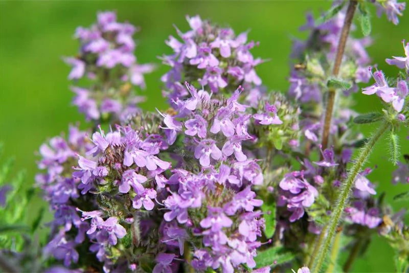6. Thymus serpyllum (wild thyme)
