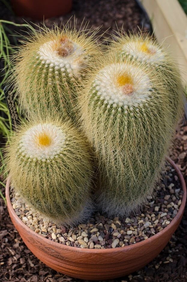 2. Cactus