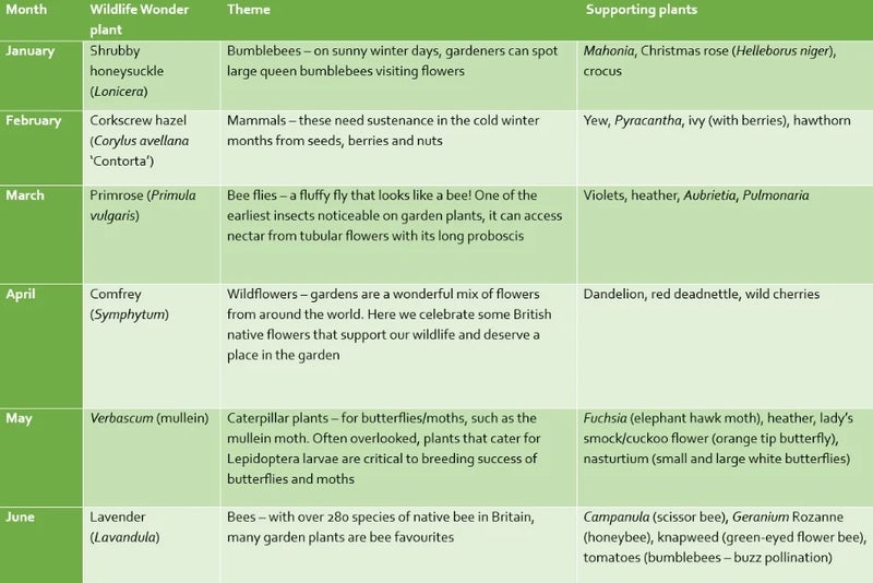 RHS Wildlife Wonders: plants of the month for 2026