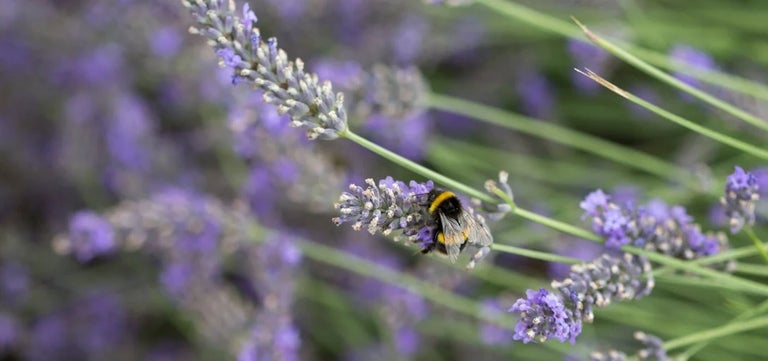Which is the best lavender for bees?