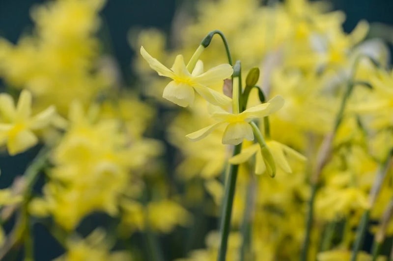 A tiny daffodil that’s perfect for pots and garden beds