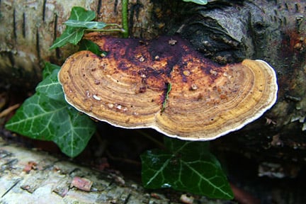 Tree Rusts: Spotting & Treating | RHS Advice