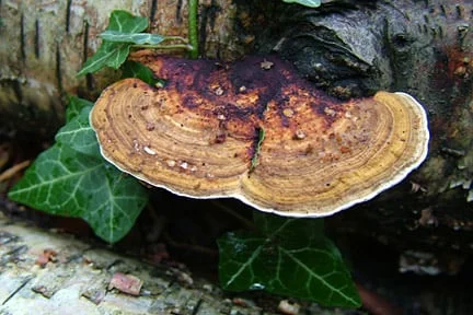 Rust On Tree Roots Tree Rusts: Spotting & Treating | RHS Advice