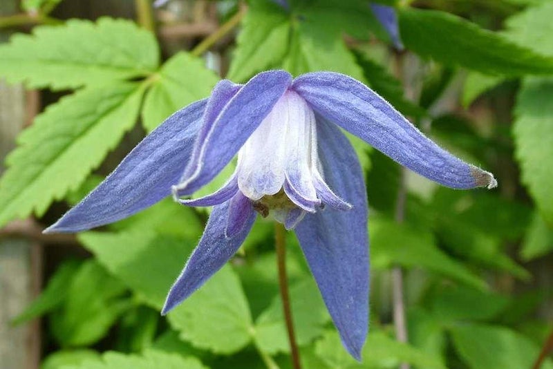 Delicate blue
