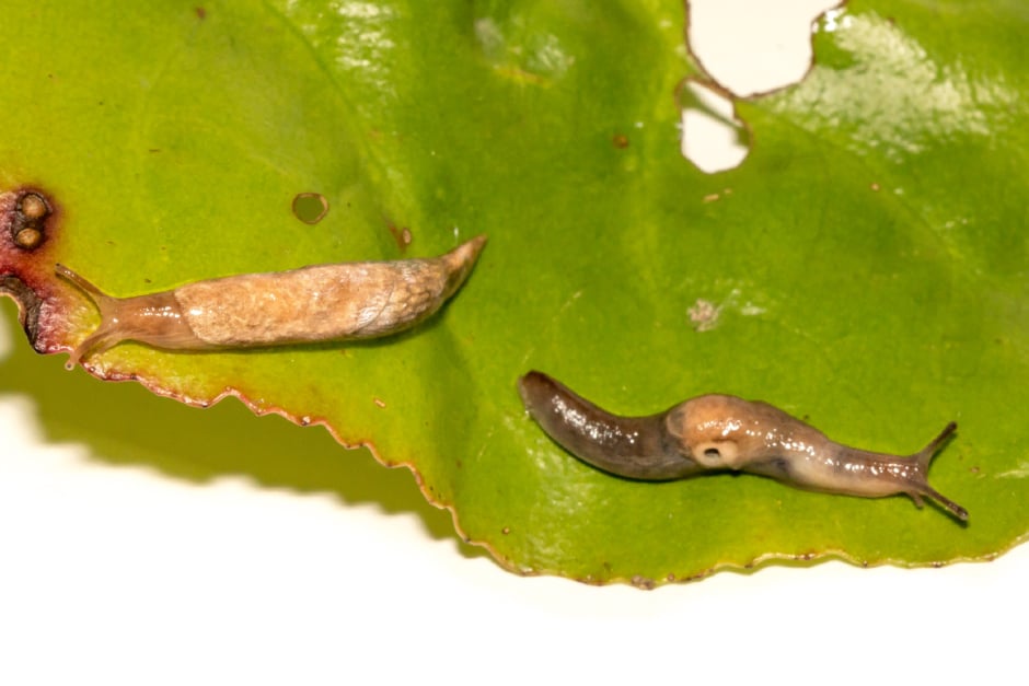 Slugs and Snails | RHS Advice
