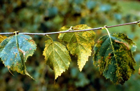 Full Rust Tree Tree Rusts: Spotting & Treating | RHS Advice
