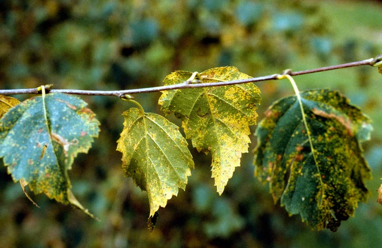 Buddleja Rust Fuchsia rust: Symptoms, Causes & Control | RHS Advice
