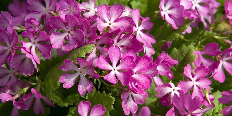 Buy primulas from RHSplants.co.uk
