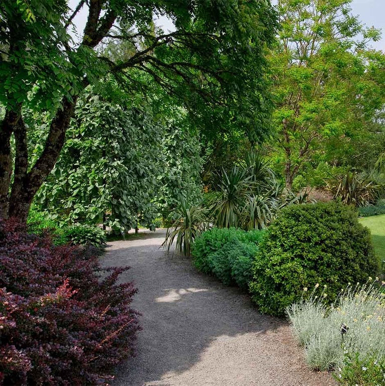 Sarcococca Rhs Sarcococca / RHS Plant Guide