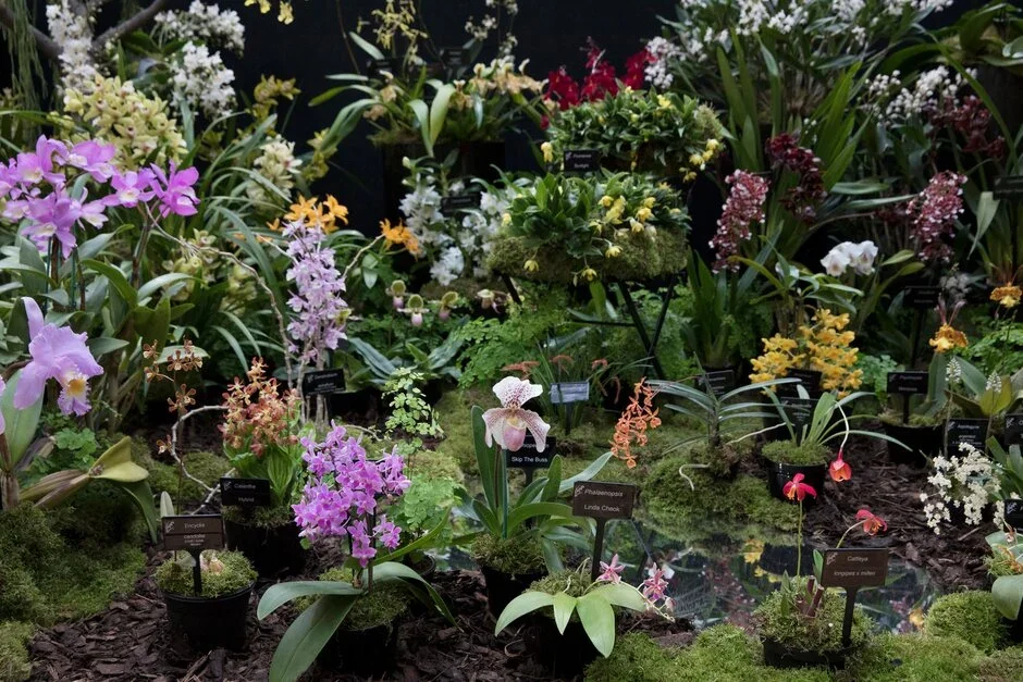 Orchid Society of Great Britain