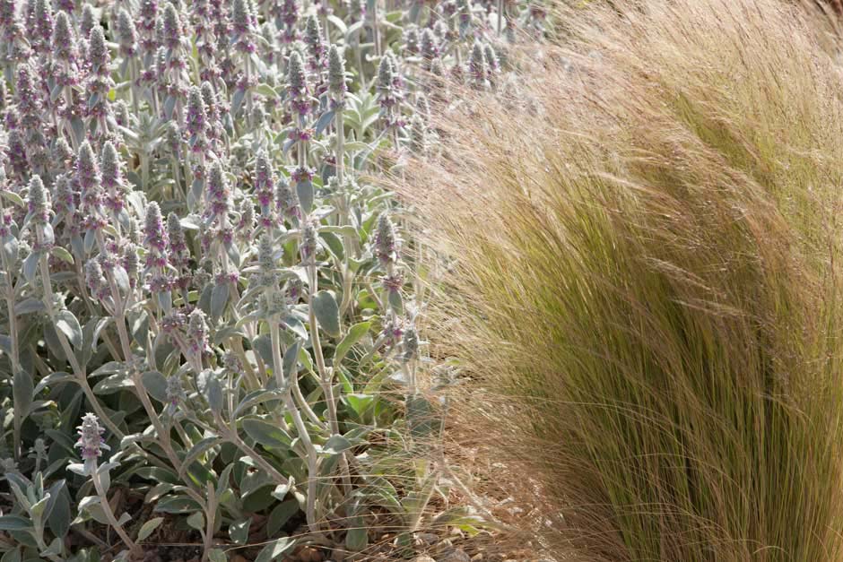 A close-up of a field of flowers