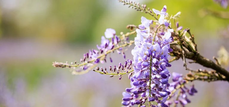 Wisteria at RHS Partner Gardens