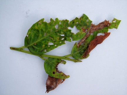 Laurel: powdery mildew