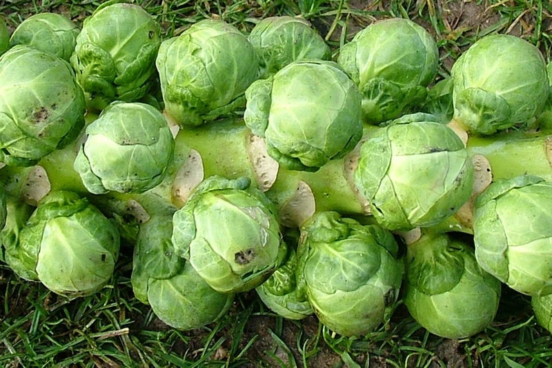 Brussels Sprout ‘Igor’