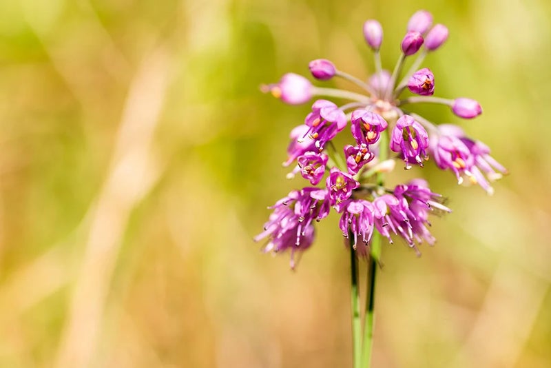 Late-blooming allium