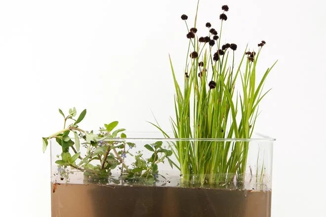 Veronica / RHS Plant Guide