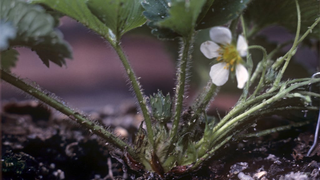 Aphids In Raspberry Fruit Aphids: Identification and Control | RHS Advice