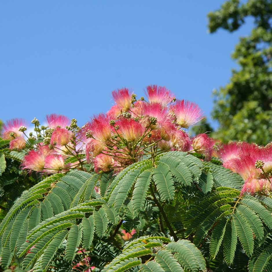 Albizia julibrissin 