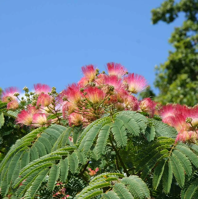 Albizia julibrissin