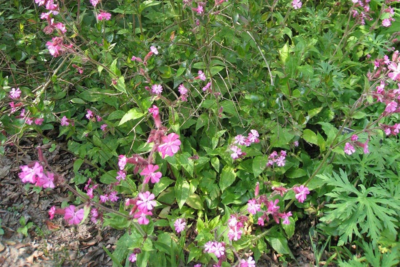 10. Silene dioica (red campion)