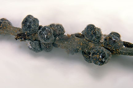 Wisteria scale (<i>Eulecanium exrescens</i>). Credit: RHS/Entomology.