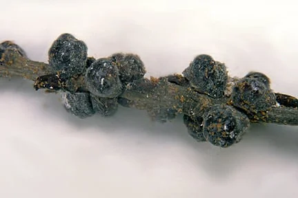 Wisteria scale (<i>Eulecanium exrescens</i>). Credit: RHS/Entomology.