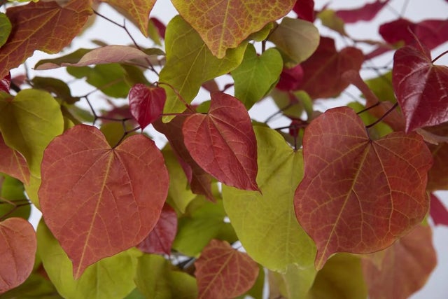 RHS Plant of the Year