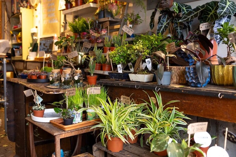 Gardening with the RHS podcast: Crazy about houseplants