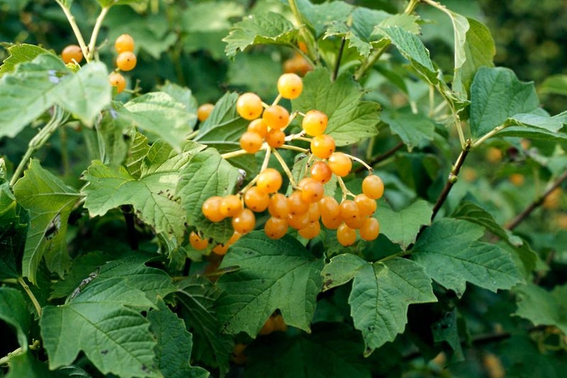 Yellow-fruited rose